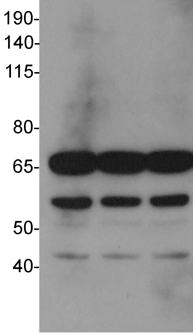 PABPC5 Antibody NBP2-19672