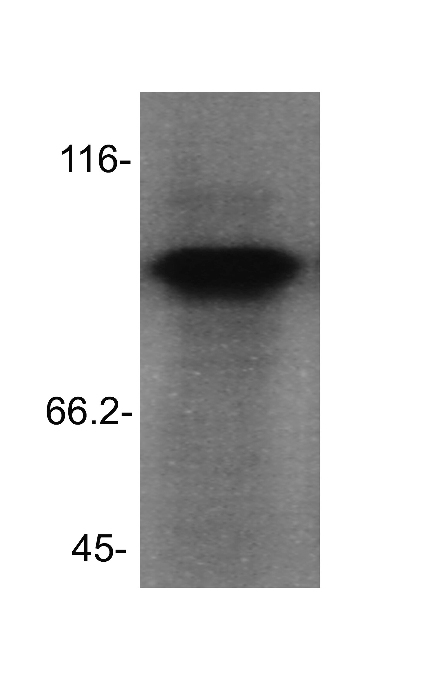 PACS1 Antibody NBP2-24496