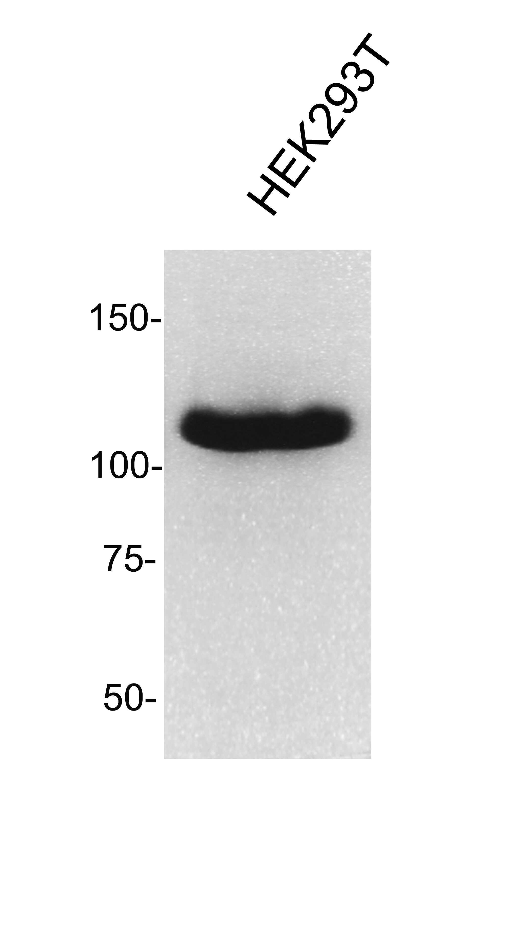 PARP Antibody - BSA Free NBP2-13732