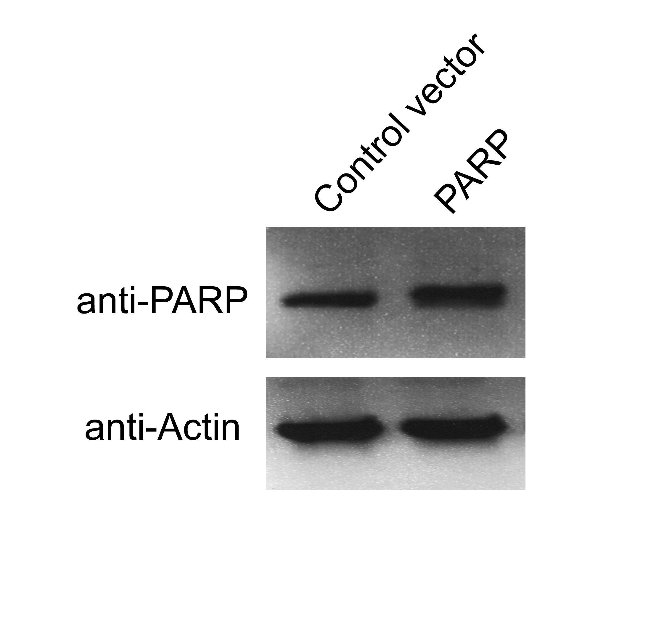 PARP Antibody (194C1439) - Cleaved - Azide and BSA Free NBP2-27335