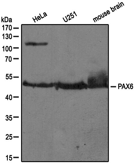 Pax6 Antibody NB300-750