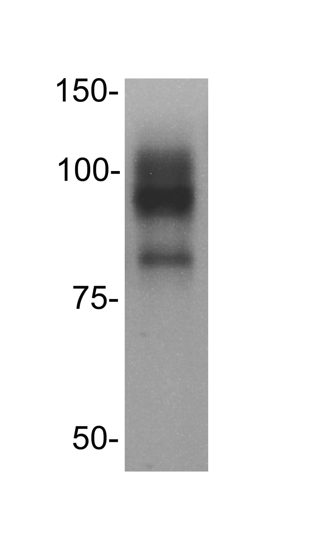 PCAF Antibody (1H2) - Azide and BSA Free H00008850-M02
