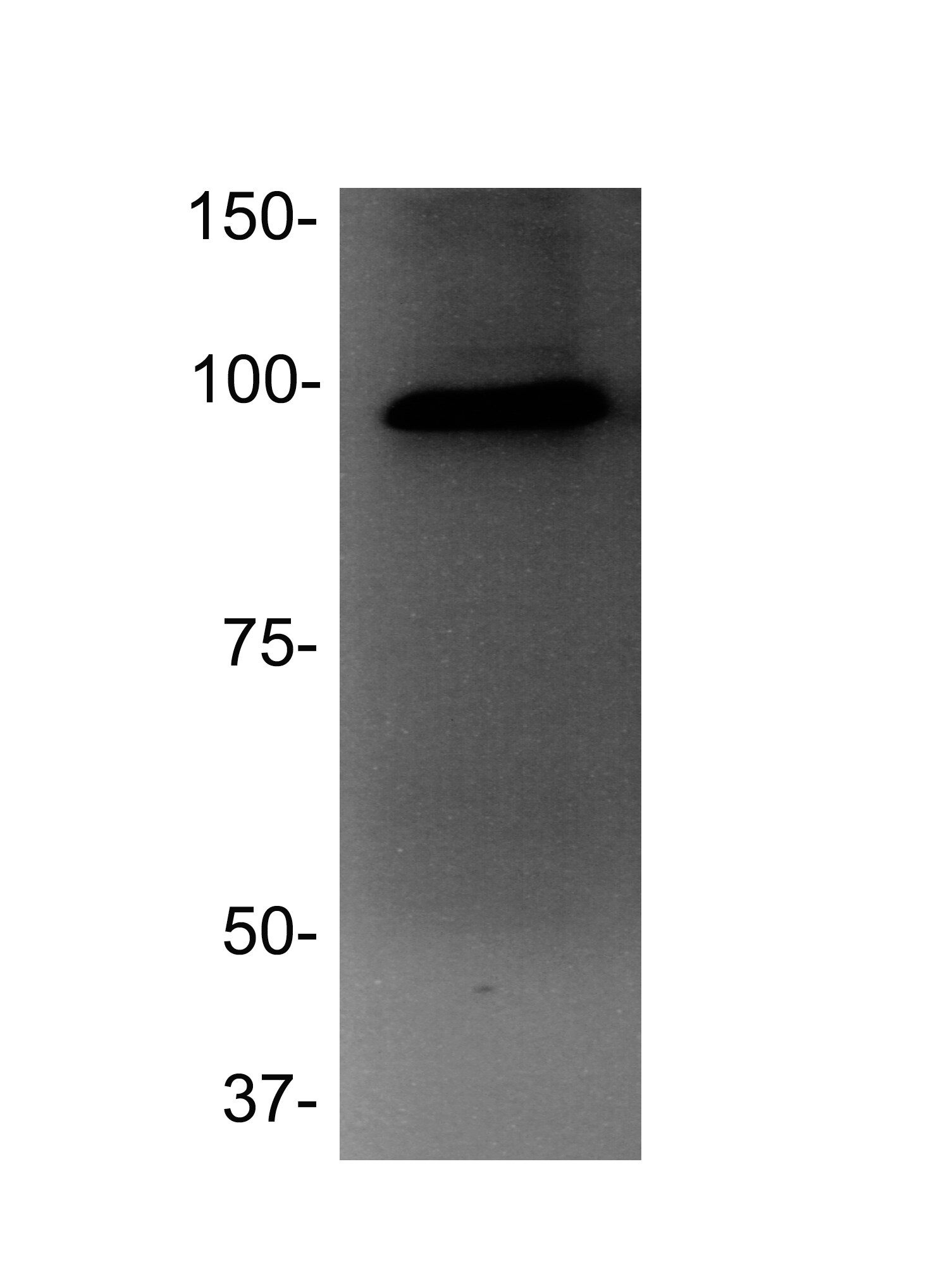 PCAF Antibody (5E11) - Azide and BSA Free H00008850-M04