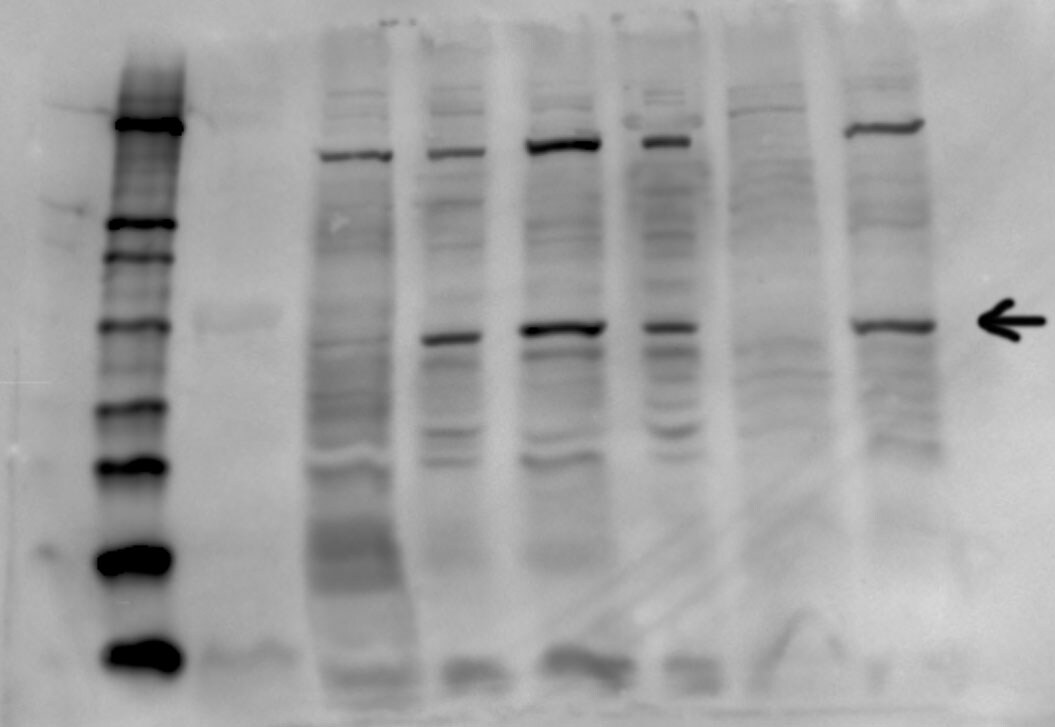 PER2 Antibody - BSA Free NB100-125
