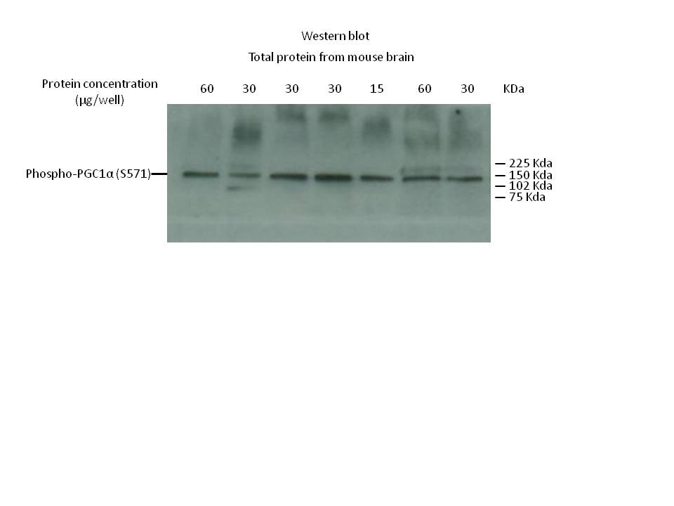 Human Phospho-PGC1 alpha  (S571) Antibody AF6650