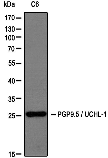 UCH-L1/PGP9.5 Antibody - BSA Free NB300-675