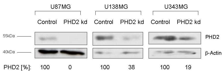 EGLN1/PHD2 Antibody - BSA Free NB100-137