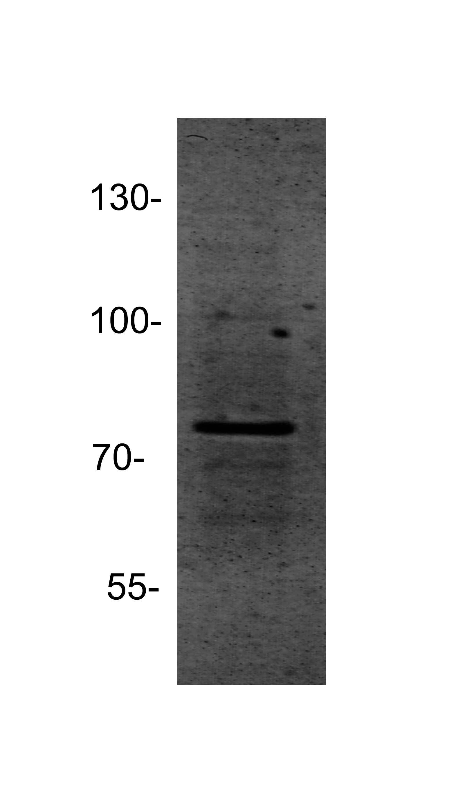 PIAS1 Antibody - BSA Free NBP1-77158