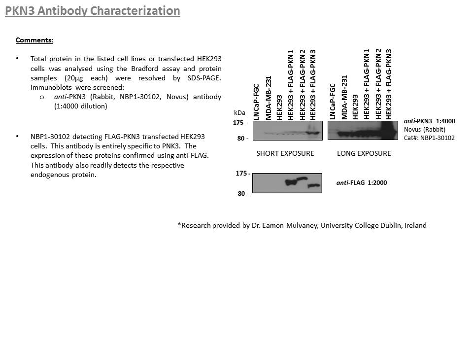 PKN3 Antibody - BSA Free NBP1-30102
