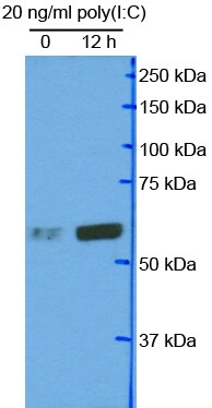 PKR Antibody - BSA Free NBP1-77266