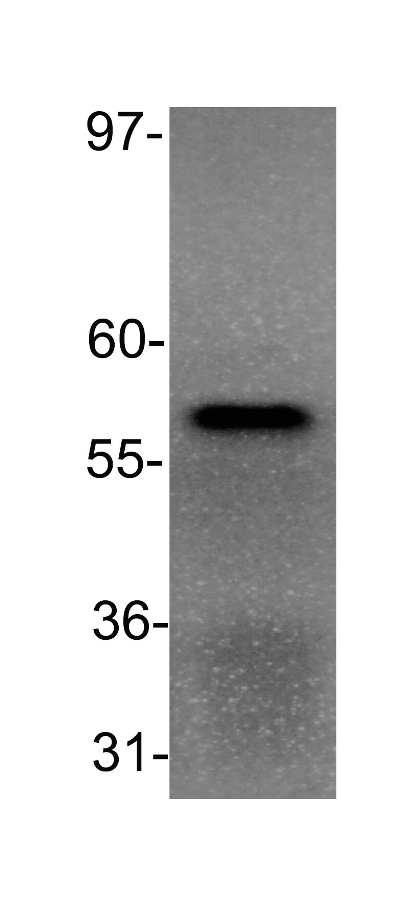 PPAR alpha/NR1C1 Antibody (3B6/PPAR) - BSA Free NB300-537