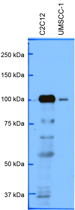 PRKD3/nPKC nu Antibody - BSA Free NBP1-87948