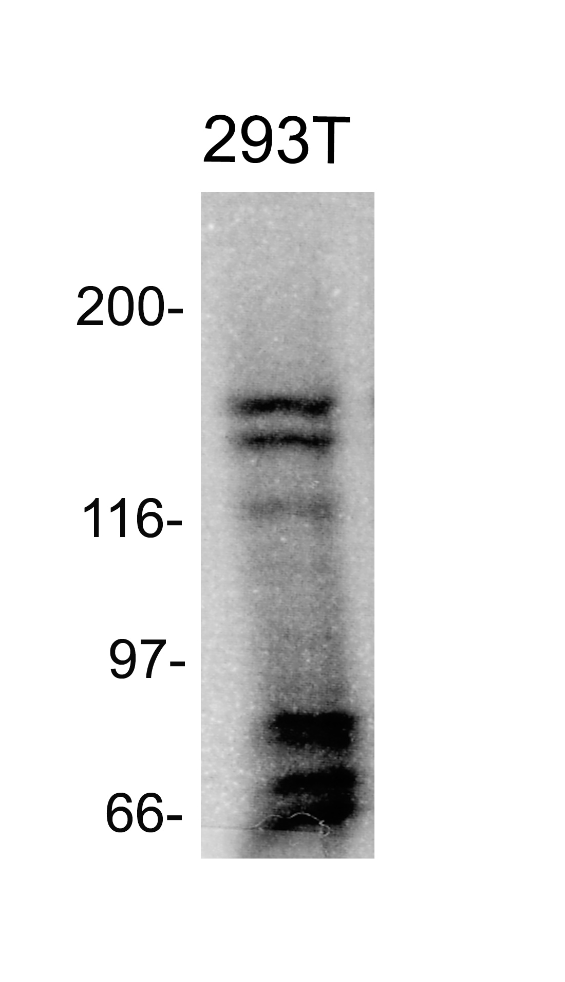 RIP140 Antibody NB110-5122