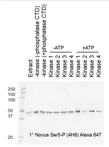 RNA Polymerase II/POLR2A Antibody (4H8) - Azide and BSA Free NB200-598