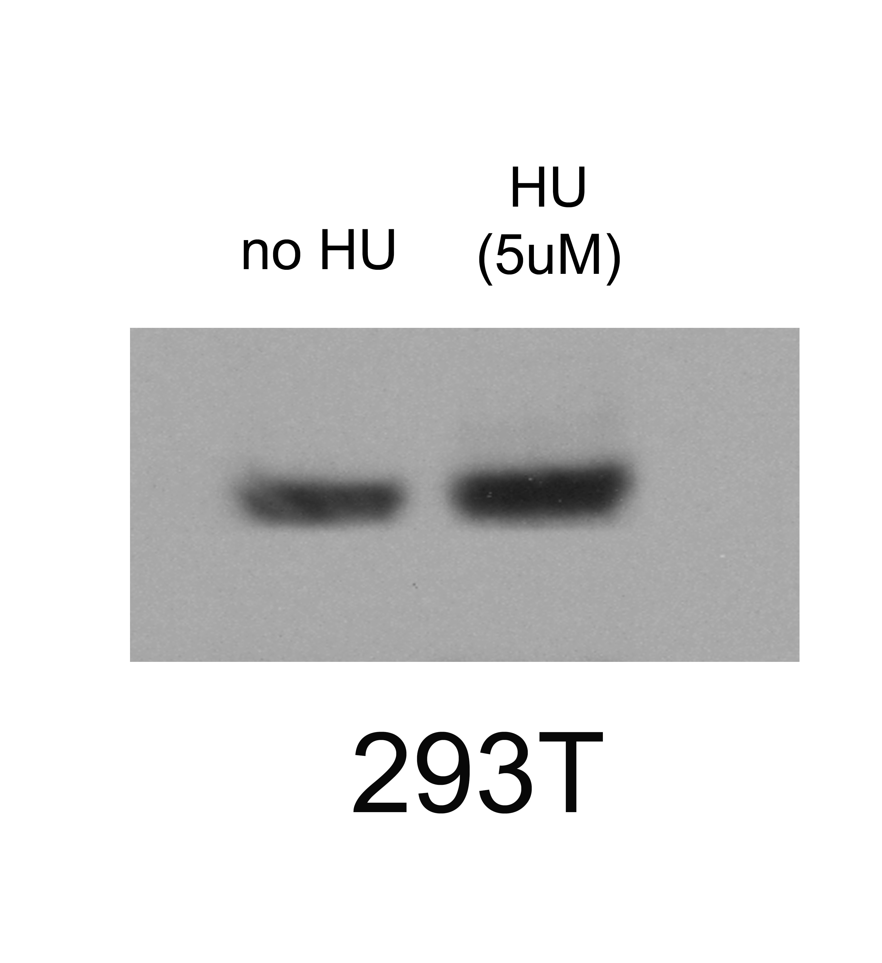 RNA Polymerase II/POLR2A [p Thr4] Antibody - BSA Free NBP1-49546