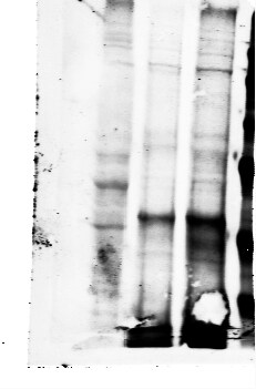 RNGTT Antibody - BSA Free NBP1-32711