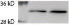 RPL7 Antibody NB100-2269