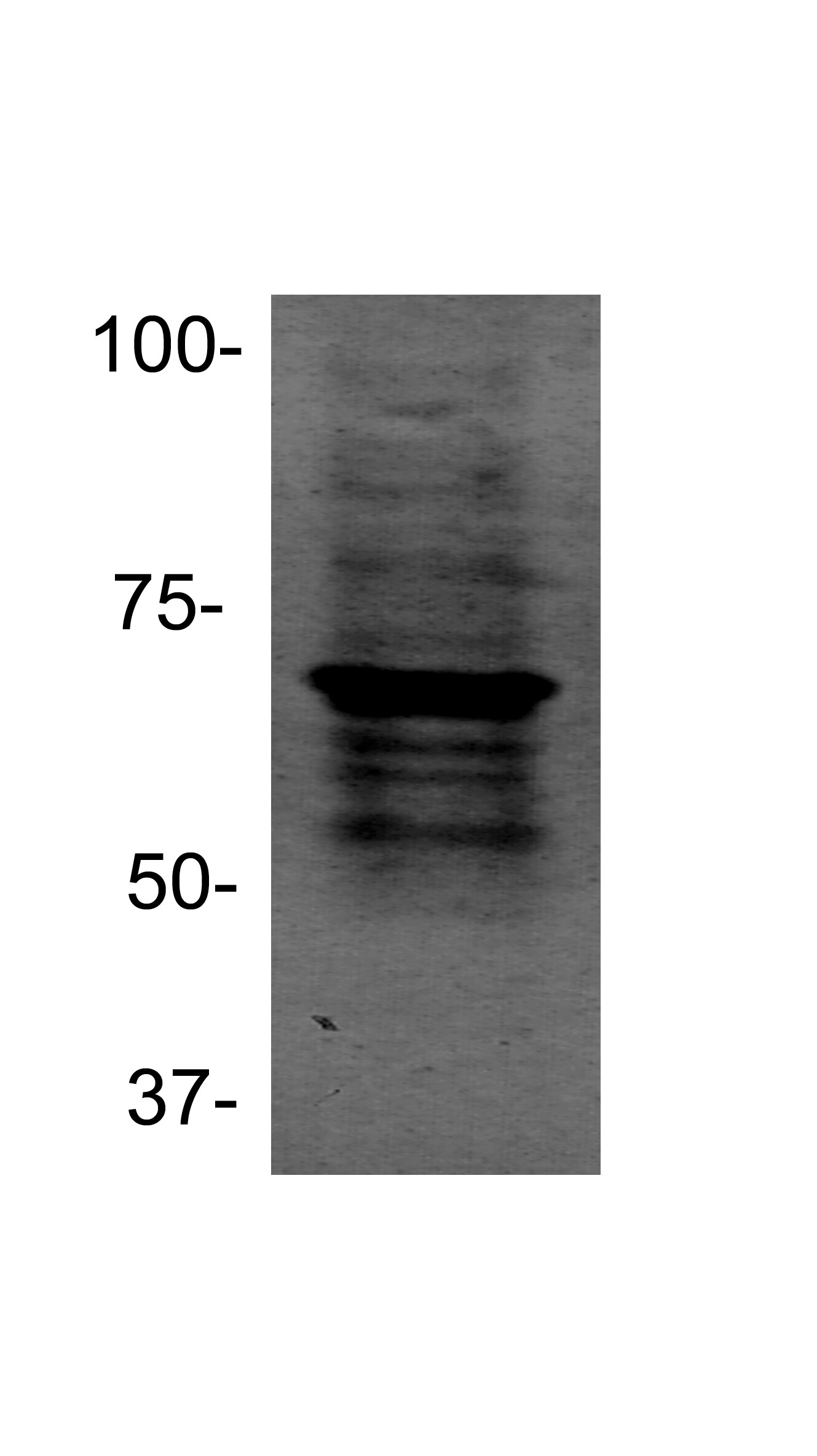 Goat anti-Rabbit IgG (H+L) Secondary Antibody [HRP] NB7160