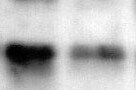 Donkey anti-Rabbit IgG (H+L) Secondary Antibody [HRP] (Pre-adsorbed) NBP1-75290