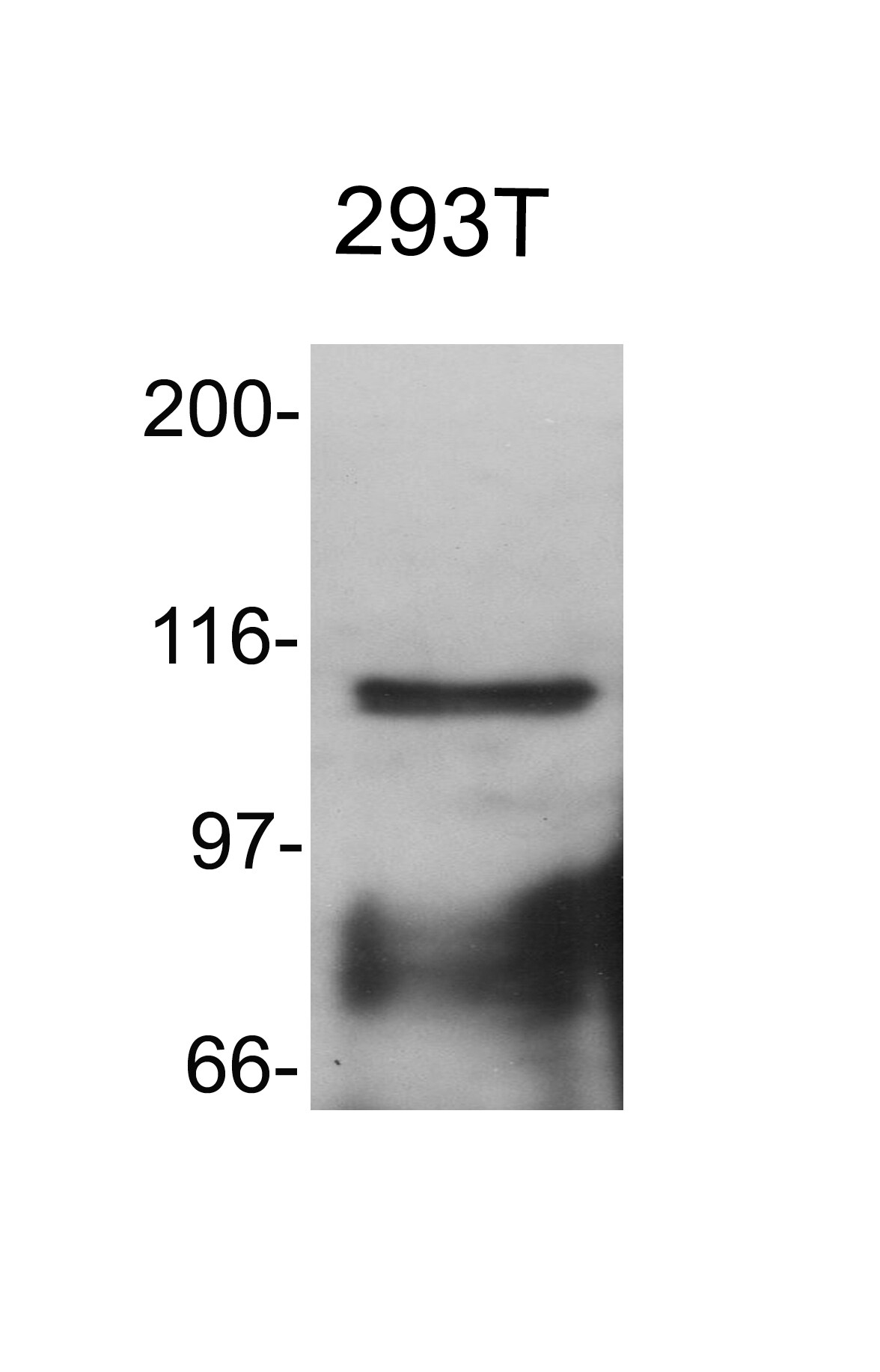 RB1 Antibody - BSA Free NB100-56888