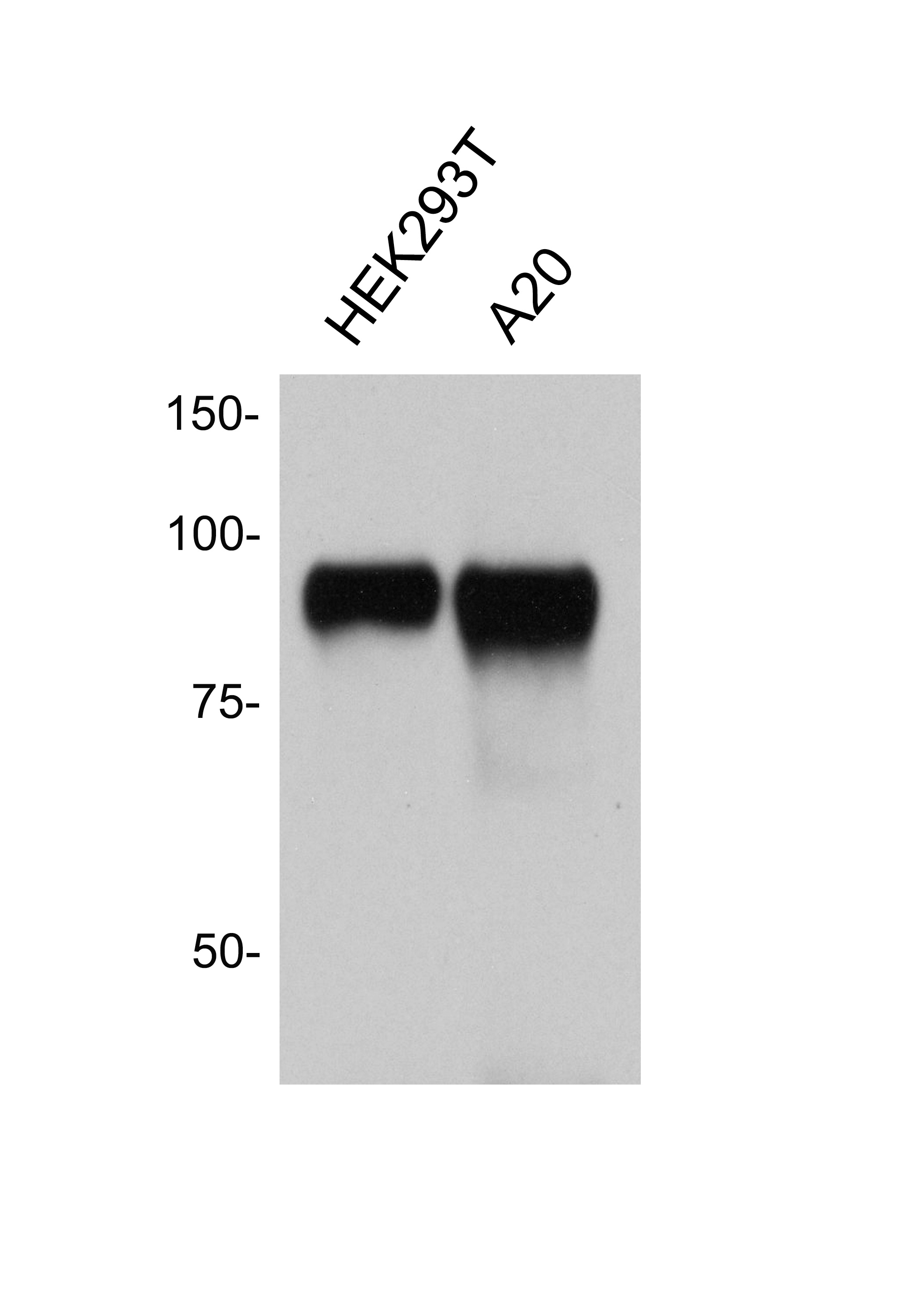 SATB2 Antibody - BSA Free NBP1-03328