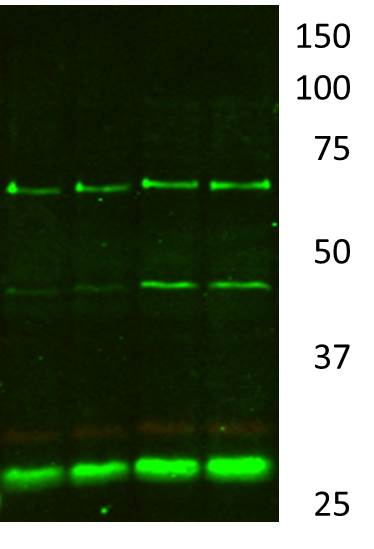 SDHB Antibody - BSA Free NBP1-54154