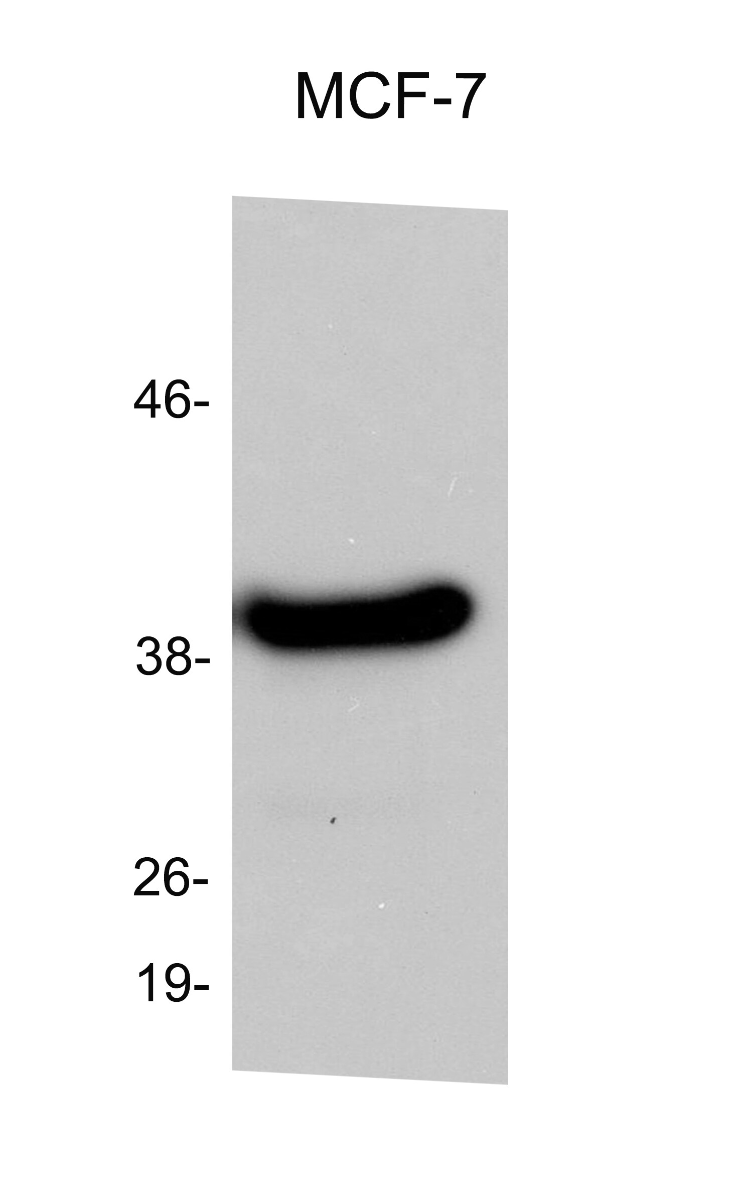 SETD7/9 Antibody - BSA Free NB100-56664
