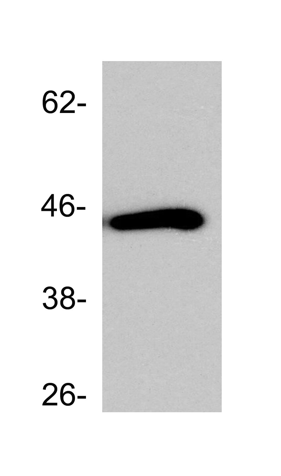 SETD8 Antibody - BSA Free NBP1-91269