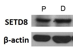 SETD8 Antibody - BSA Free NBP1-91269
