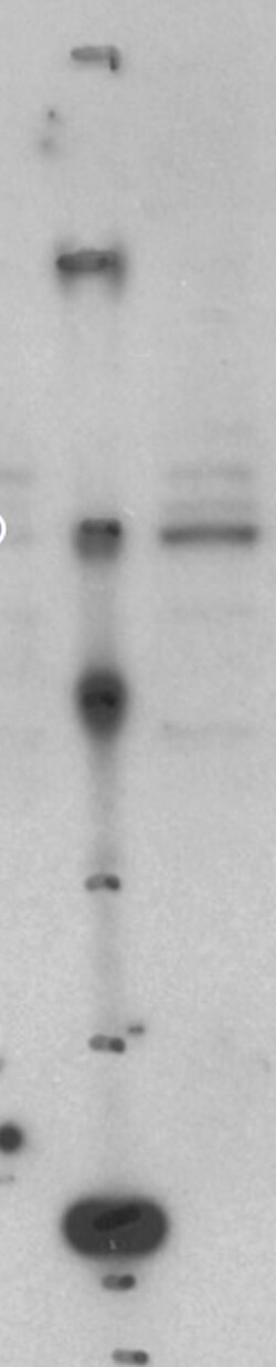SG2NA Antibody (S68) - BSA Free NB110-74572