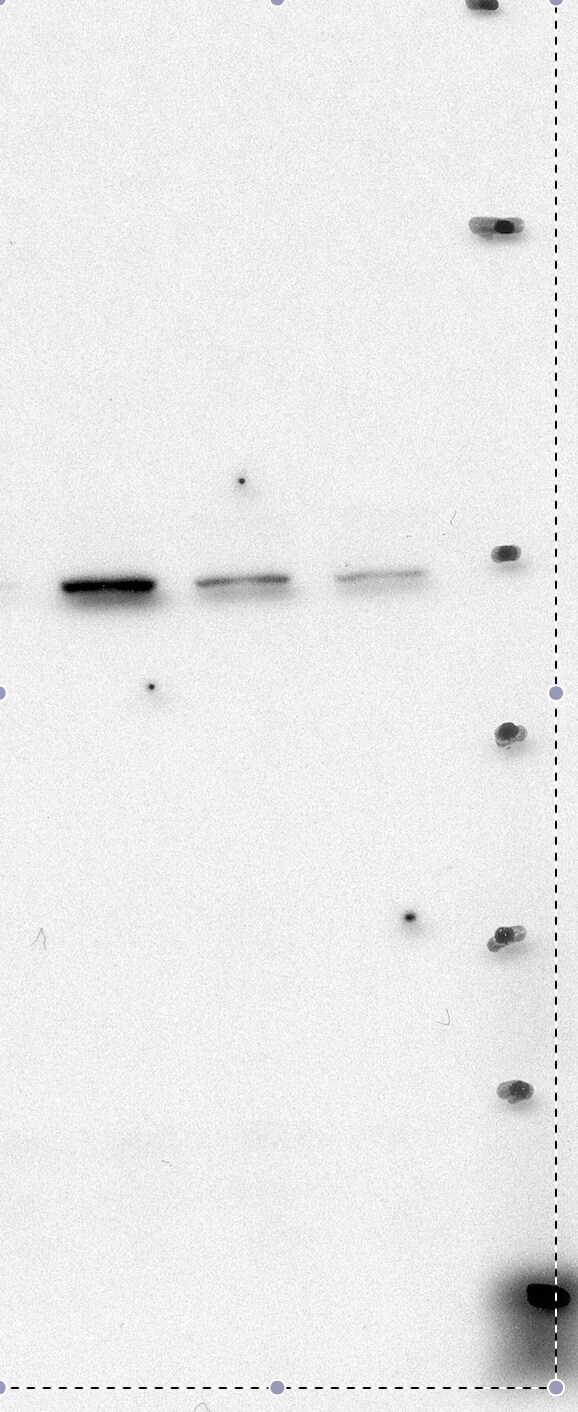 SG2NA Antibody (S68) - BSA Free NB110-74572