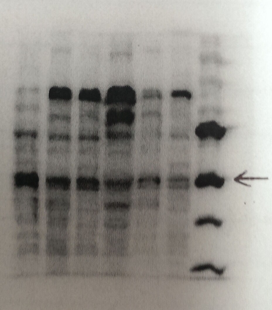 SIRT4 Antibody (1C8) - Azide and BSA Free H00023409-M03