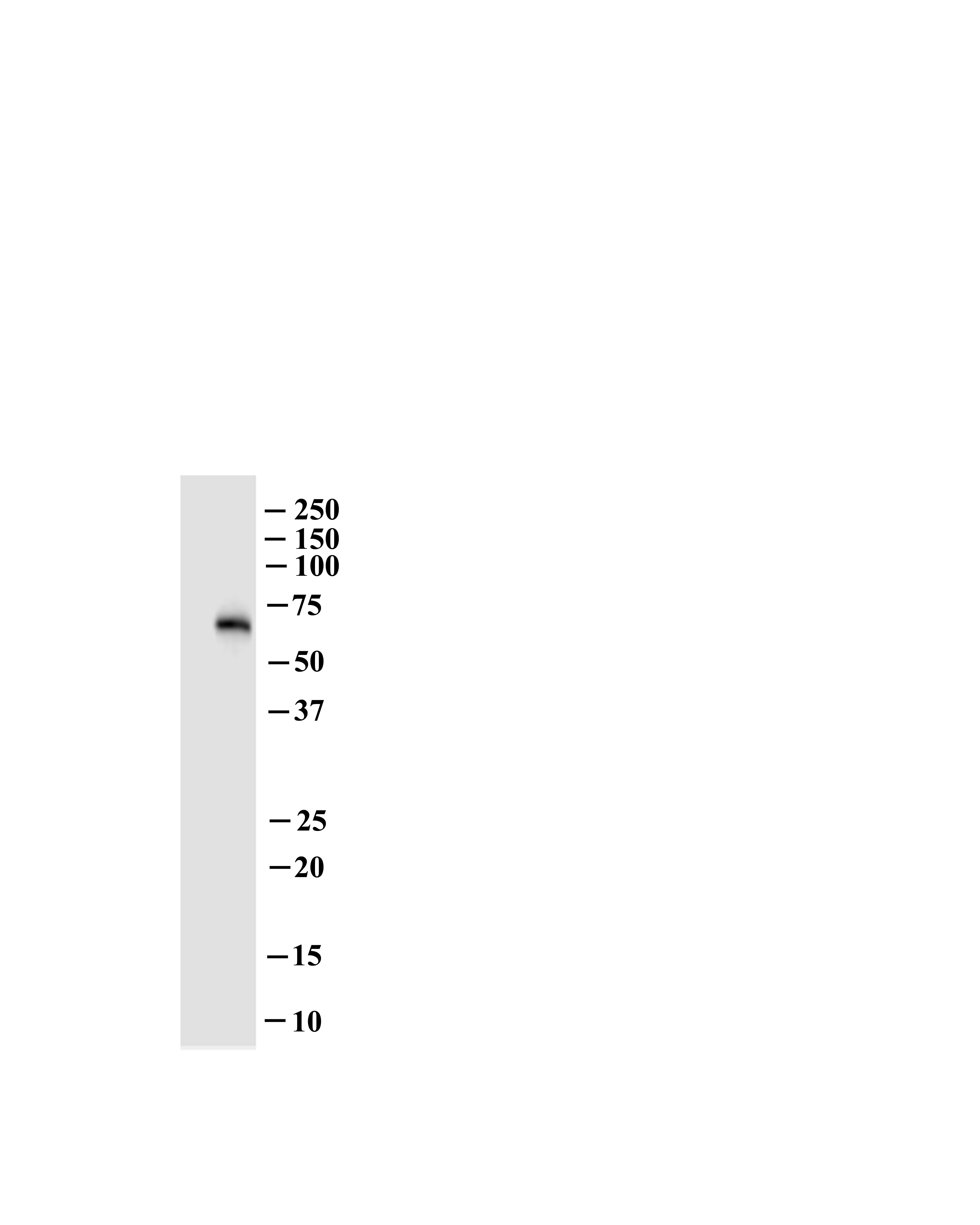 OCTN1/SLC22A4 Antibody - Azide and BSA Free H00006583-A01