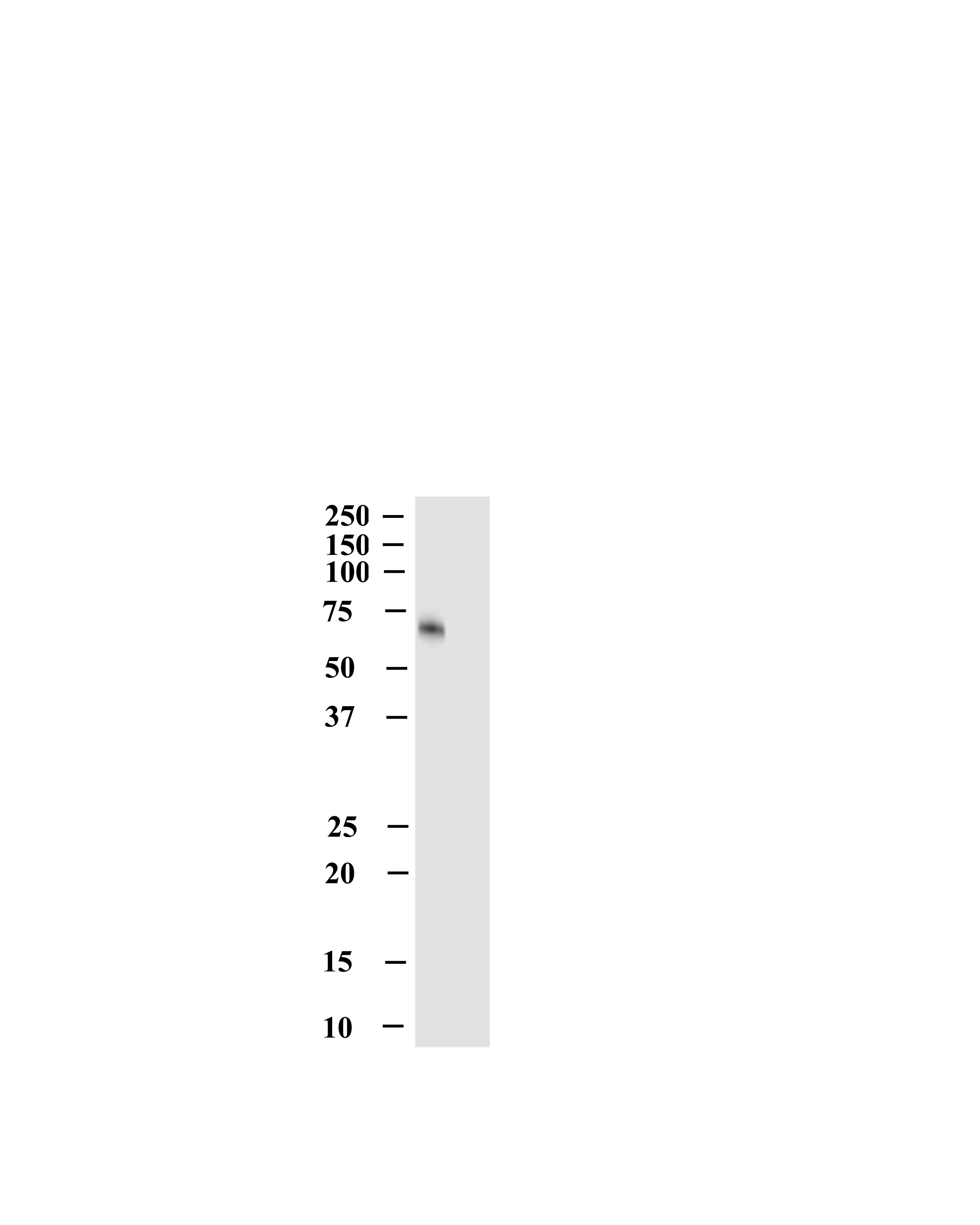 OCTN1/SLC22A4 Antibody (2D3) - Azide and BSA Free H00006583-M01