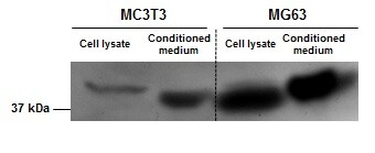 SPARC Antibody - BSA Free NBP1-80972