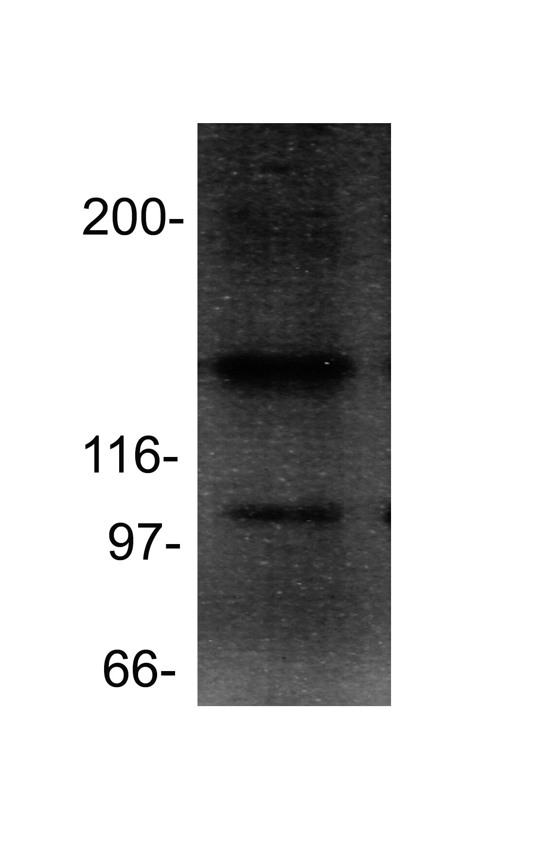 SRC1 Antibody (1135) - Azide and BSA Free NB200-310