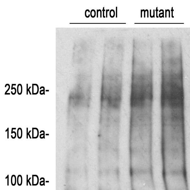 SUMO1 Antibody (SM1/495) NBP2-32901