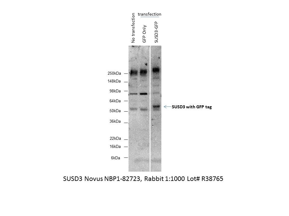 SUSD3 Antibody - BSA Free NBP1-82723