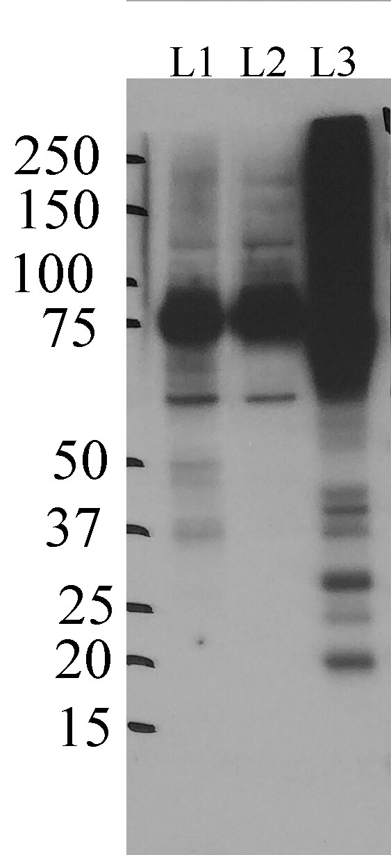 SV2A Antibody - BSA Free NBP1-82964