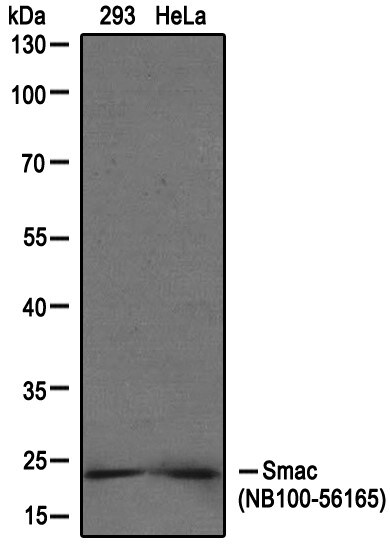 SMAC/Diablo Antibody - BSA Free NB100-56165