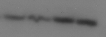 Sphingomyelin Synthase 2 Antibody - BSA Free NBP1-60004