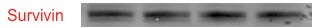 Survivin Antibody - BSA Free NB500-201