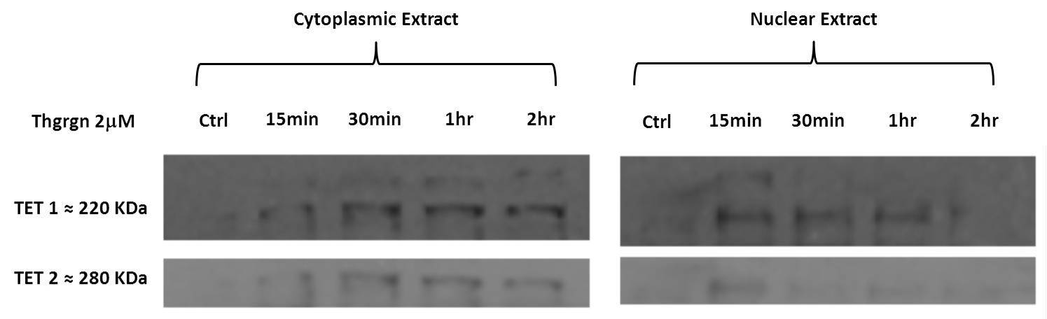 TET3 Antibody NBP2-20602