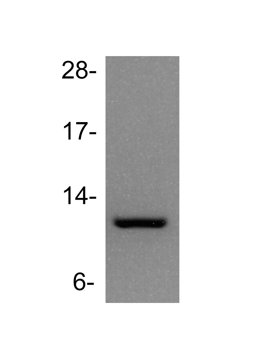 TFF1/pS2 Antibody - BSA Free NBP1-90813