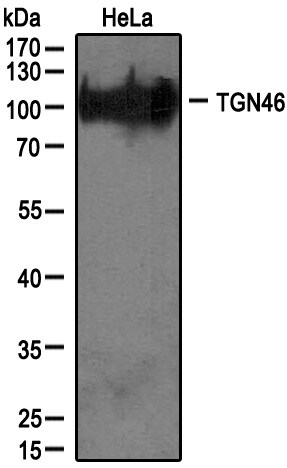 TGN46 Antibody - BSA Free NBP1-49643