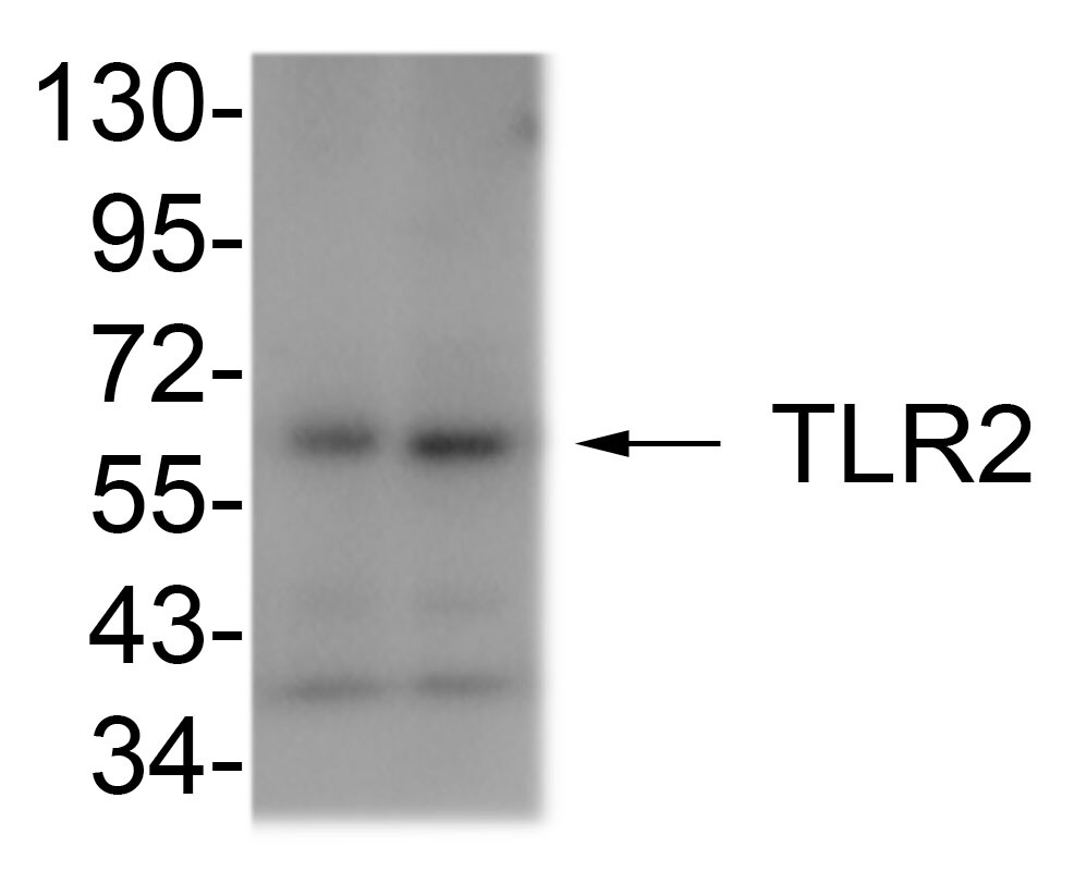 TLR2 Antibody - BSA Free NB100-56573