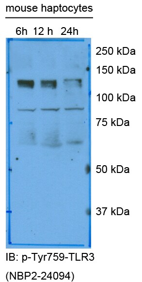 TLR3 [p Tyr759] Antibody - BSA Free NBP2-24904