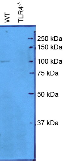 TLR4 Antibody (76B357.1) - BSA Free NB100-56566