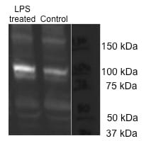 TLR4 Antibody (76B357.1) - BSA Free NB100-56566