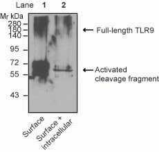 TLR9 Antibody (26C593.2) - BSA Free NBP2-24729